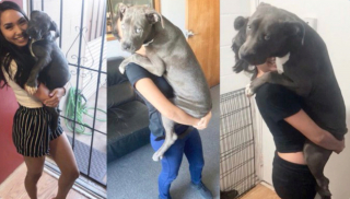 Illustration de l'article : 20 photos avant / après de chiots à la bouille craquante s'étant mués en majestueux chiens adultes