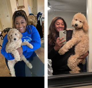 Illustration de l'article : 20 photos avant / après de chiots à la bouille craquante s'étant mués en majestueux chiens adultes