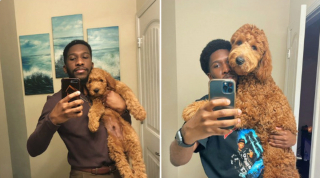 Illustration de l'article : 20 photos avant / après de chiots à la bouille craquante s'étant mués en majestueux chiens adultes