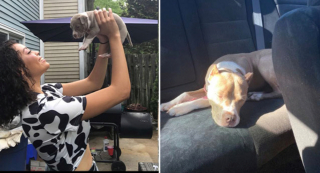 Illustration de l'article : 20 photos avant / après de chiots à la bouille craquante s'étant mués en majestueux chiens adultes