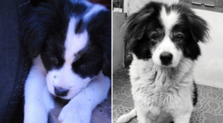 Illustration de l'article : 20 photos avant / après de chiots à la bouille craquante s'étant mués en majestueux chiens adultes