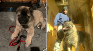 Illustration de l'article : 20 photos avant / après de chiots à la bouille craquante s'étant mués en majestueux chiens adultes