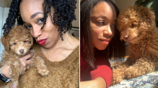 Illustration de l'article : 20 photos avant / après de chiots à la bouille craquante s'étant mués en majestueux chiens adultes