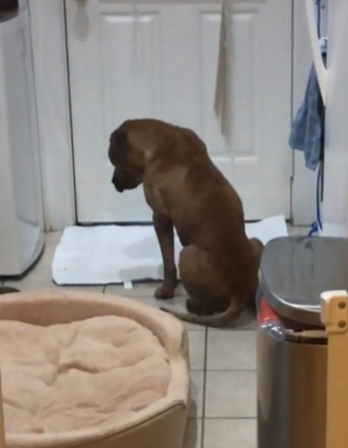 Illustration de l'article : Un chien hanté par son passé s’ouvre au monde grâce à un chat