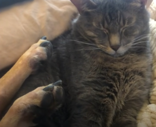 Illustration de l'article : Un chien hanté par son passé s’ouvre au monde grâce à un chat