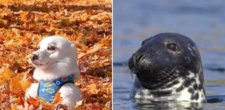 Illustration de l'article : 17 photos de chiens possédant de surprenants alter egos