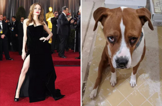 Illustration de l'article : 17 photos de chiens possédant de surprenants alter egos