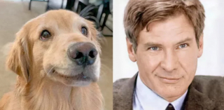 Illustration de l'article : 17 photos de chiens possédant de surprenants alter egos