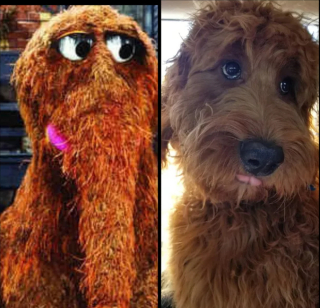 Illustration de l'article : 17 photos de chiens possédant de surprenants alter egos