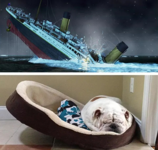 Illustration de l'article : 17 photos de chiens possédant de surprenants alter egos