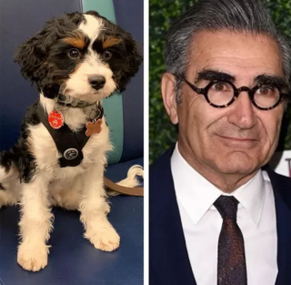 Illustration de l'article : 17 photos de chiens possédant de surprenants alter egos