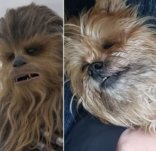 Illustration de l'article : 17 photos de chiens possédant de surprenants alter egos