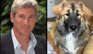 Illustration de l'article : 17 photos de chiens possédant de surprenants alter egos