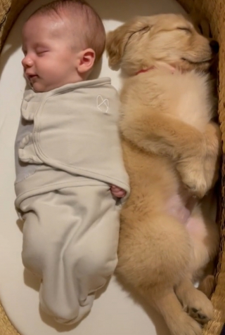 Illustration de l'article : Aux côtés de son frère chien, un nouveau-né a enfin fait sa nuit (vidéo)