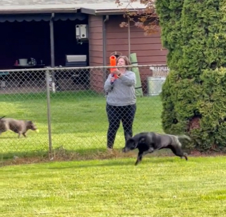 Illustration de l'article : Une femme ne savait pas pourquoi son chien aboyait sur son voisin et a découvert une scène adorable (vidéo)