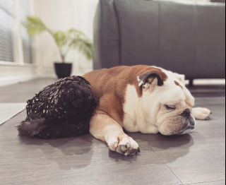 Illustration de l'article : Depuis qu’ils se sont rencontrés, ce chien et cette poule sont devenus très complices