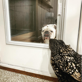 Illustration de l'article : Depuis qu’ils se sont rencontrés, ce chien et cette poule sont devenus très complices