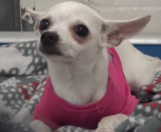 Illustration de l'article : Ce Chihuahua, abandonné dans un refuge, a perdu tous ses repères et ne comprend pas ce qui lui arrive