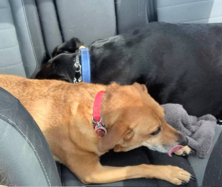 Illustration de l'article : Un Labrador sait à quel point sa sœur est anxieuse en voiture et a trouvé comment l’apaiser