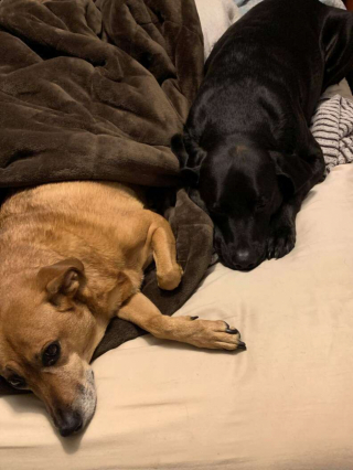 Illustration de l'article : Un Labrador sait à quel point sa sœur est anxieuse en voiture et a trouvé comment l’apaiser