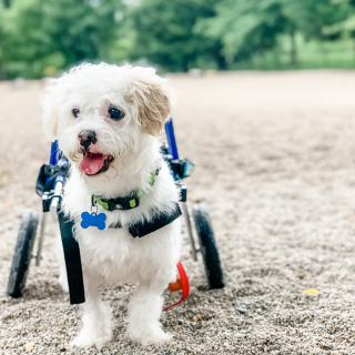 Illustration de l'article : Un chien paralysé d’Iran a été rapatrié aux États-Unis pour accéder à une meilleure vie