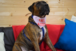 Illustration de l'article : Pour aider Luke qui vit en refuge depuis 200 jours, le personnel organise une fête, mais personne ne s’y présente