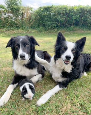 Illustration de l'article : 2 Borders Collies et un cochon d’Inde partagent un point commun amusant