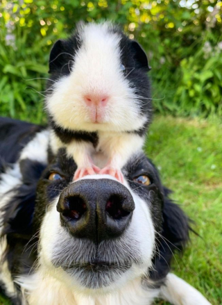 Illustration de l'article : 2 Borders Collies et un cochon d’Inde partagent un point commun amusant