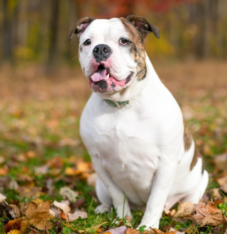 Illustration de l'article : Bulldog Anglais