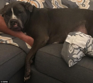 Illustration de l'article : Abandonnée 3 fois à cause d’une malformation à la lèvre, une Pitbull a enfin trouvé une famille capable de l’aimer telle qu’elle est