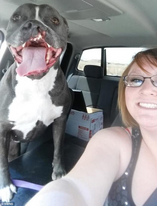 Illustration de l'article : Abandonnée 3 fois à cause d’une malformation à la lèvre, une Pitbull a enfin trouvé une famille capable de l’aimer telle qu’elle est