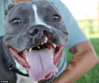 Illustration de l'article : Abandonnée 3 fois à cause d’une malformation à la lèvre, une Pitbull a enfin trouvé une famille capable de l’aimer telle qu’elle est