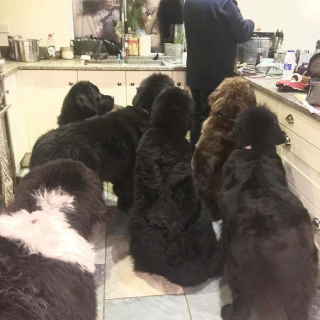 Illustration de l'article : 20 photos montrant qu'on ne peut pas ne pas tomber amoureux du Terre-Neuve