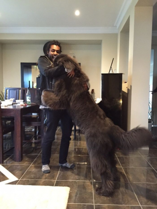 Illustration de l'article : 20 photos montrant qu'on ne peut pas ne pas tomber amoureux du Terre-Neuve