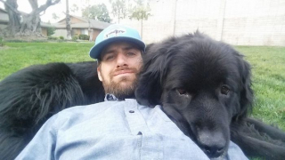 Illustration de l'article : 20 photos montrant qu'on ne peut pas ne pas tomber amoureux du Terre-Neuve