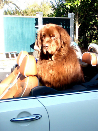 Illustration de l'article : 20 photos montrant qu'on ne peut pas ne pas tomber amoureux du Terre-Neuve