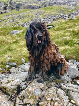 Illustration de l'article : 10 chiens dont l'apparence unique ne laisse personne indifférent