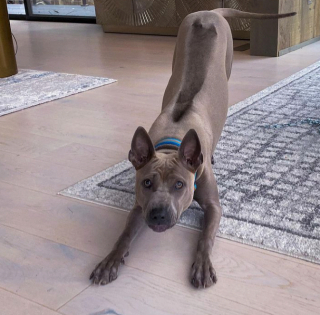 Illustration de l'article : 10 chiens dont l'apparence unique ne laisse personne indifférent