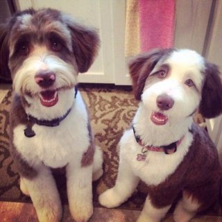 Illustration de l'article : 10 chiens dont l'apparence unique ne laisse personne indifférent