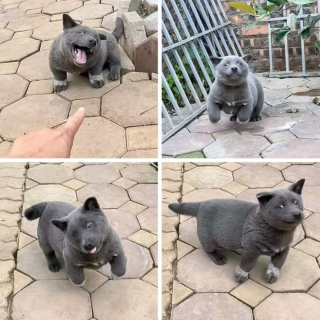 Illustration de l'article : 10 chiens dont l'apparence unique ne laisse personne indifférent