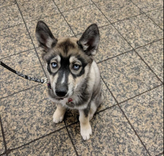 Illustration de l'article : 10 chiens dont l'apparence unique ne laisse personne indifférent