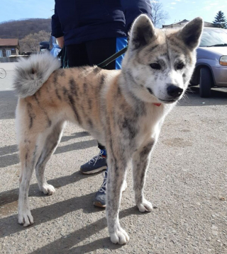 Illustration de l'article : 10 chiens dont l'apparence unique ne laisse personne indifférent