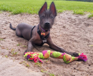 Illustration de l'article : 10 chiens dont l'apparence unique ne laisse personne indifférent