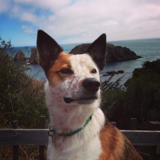 Illustration de l'article : 10 chiens dont l'apparence unique ne laisse personne indifférent