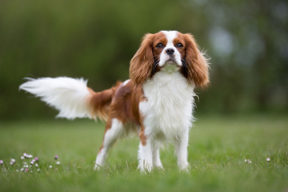 Illustration de l'article : Cavalier King Charles Spaniel