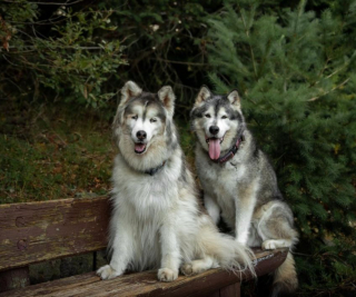 Illustration de l'article : Un Malamute d’Alaska s’autoproclame chien-guide et prend son rôle très à cœur pour aider son frère Husky
