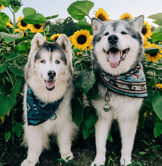 Illustration de l'article : Un Malamute d’Alaska s’autoproclame chien-guide et prend son rôle très à cœur pour aider son frère Husky