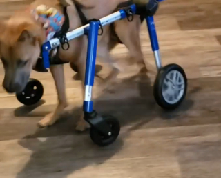 Illustration de l'article : Face à la maladie rare de ces 2 chiots, une femme ne pouvait pas se résigner à les aider