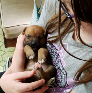 Illustration de l'article : Face à la maladie rare de ces 2 chiots, une femme ne pouvait pas se résigner à les aider