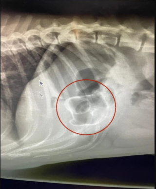 Illustration de l'article : Une famille se précipite chez le vétérinaire après que son Bouledogue ait avalé un objet improbable